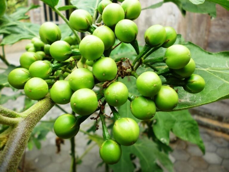 10-Reasons-Why-You-Should-Eat-Susumba-Gully-Beans